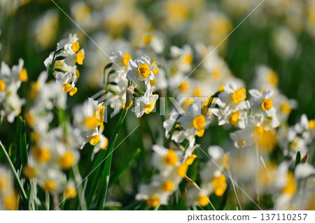 White flowers of narcissus blooming in spring park White flowers of narcissus blooming in spring park 137110257