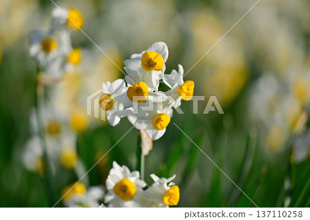 White flowers of narcissus blooming in spring park 137110258