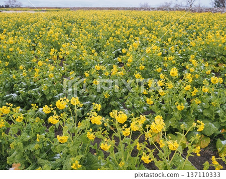 Lake Biwa in winter, Daiichi Nagisa Park, snow and early-blooming rapeseed fields 137110333