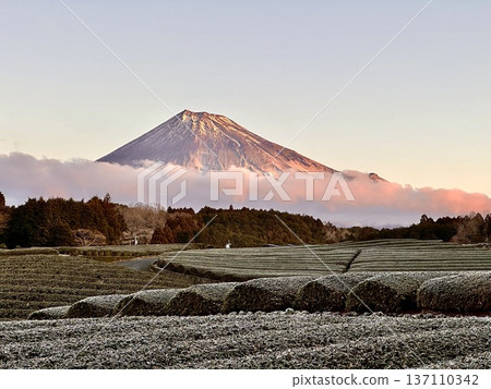 Tea plantation and Mt. Fuji 137110342