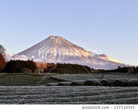 Mount Fuji seen from frosted tea fields Mount Fuji seen from frosted tea fields 137110343