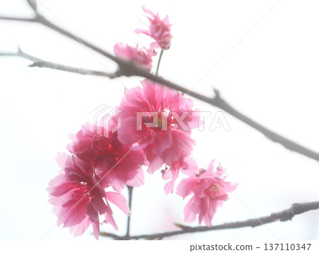 櫻桃樹 137110347