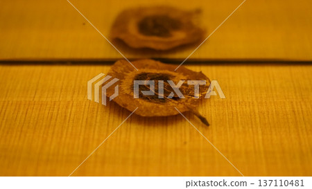 Dried Samara Seed Pod Close Up with Reflection Dried Samara Seed Pod Close Up with Reflection 137110481