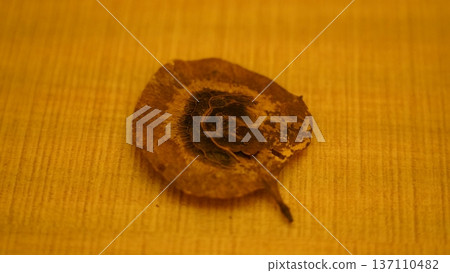 Dried Leaf on Yellow Background Close Up Nature Detail Dried Leaf on Yellow Background Close Up Nature Detail 137110482
