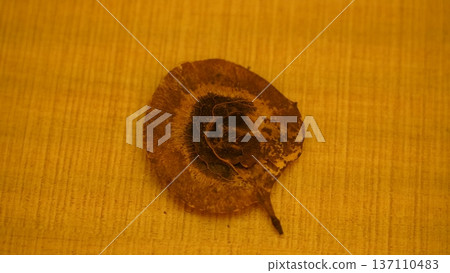 Dried Leaf Samara Seed on Yellow Wooden Background Detail 137110483