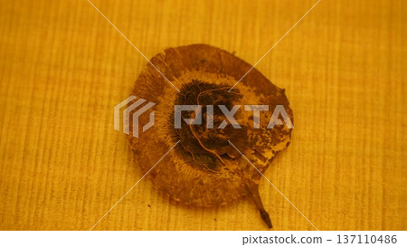 Dry Leaf on Wooden Background Close Up Dry Leaf on Wooden Background Close Up 137110486