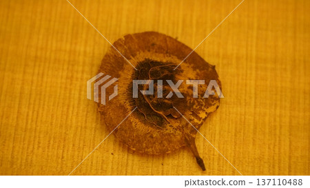 Dried Leaf Detail on Textured Background Nature Close Up Dried Leaf Detail on Textured Background Nature Close Up 137110488