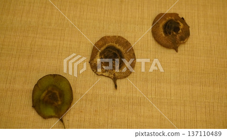 Ptelea trifoliata Seeds Still Life Brown and Green Ptelea trifoliata Seeds Still Life Brown and Green 137110489