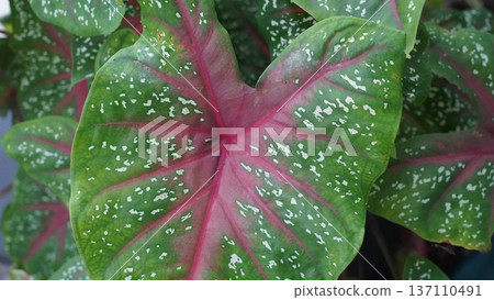 Close-up of a Beautiful Caladium Leaf Close-up of a Beautiful Caladium Leaf 137110491