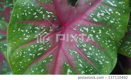 Caladium Leaf Close Up Beautiful Green and Red Caladium Leaf Close Up Beautiful Green and Red 137110492