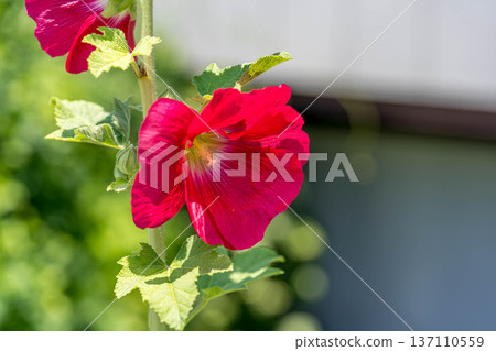 Hollyhock flowers blooming under the early summer sunshine 137110559