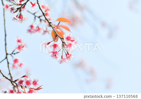 Wild Himalayan Cherry or Wild Himalayan tree or Sour cherry Wild Himalayan Cherry or Wild Himalayan tree or Sour cherry 137110568