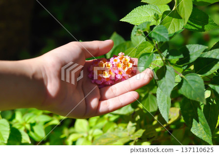 pick the flowers or Lantana camara L, Cloth of gold or Hedge flower or Lantana or Weeping lantana or White sage or VERBENACEAE or pink  flower 137110625