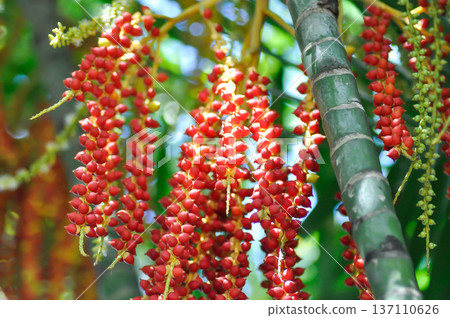 Areca nut or Areca palm or seed of Areca catechu L or ARECACEAE or seed of Areca palm 137110626