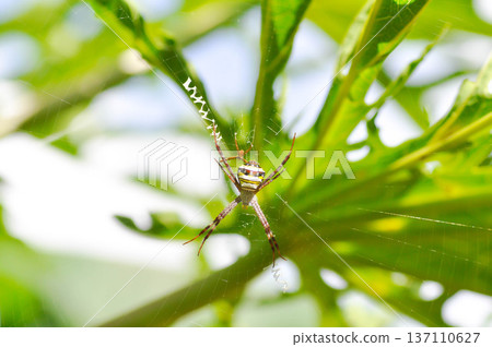 spider  or Argiope aetherea, Argiope amoena or  Argiope keyserlingi or Argiope anasuja or St Andrews Cross Spider 137110627