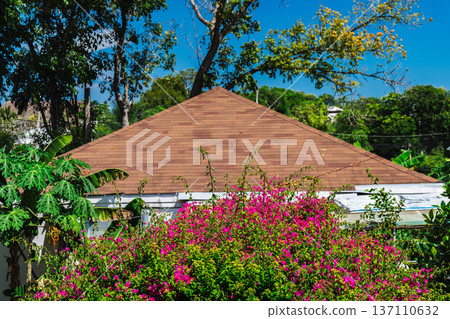 Tropical house roof behind blooming pink bougainvillea garden under bright blue sky 137110632