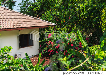 Tropical house exterior with tiled roof and blooming bougainvillea garden in sunny greenery Tropical house exterior with tiled roof and blooming bougainvillea garden in sunny greenery 137110635