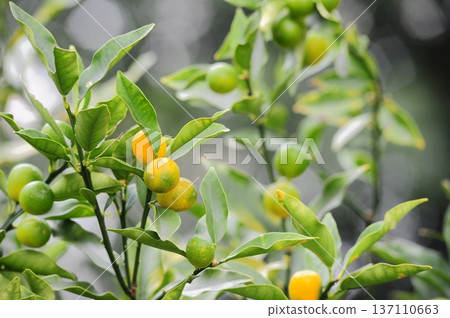 Kumquats on a tree Kumquats on a tree 137110663