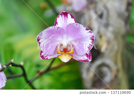 Phalaenopsis Art Nouveau or Phalaenopsis Jiuhbao Fairy  or Jiuhbao Angelor or Doritaenopsis, Doritis or  enopsis or Moon Orchid or moth orchid or Phalaenopsis or  Phalaenopsis amabilis or Purple 137110690