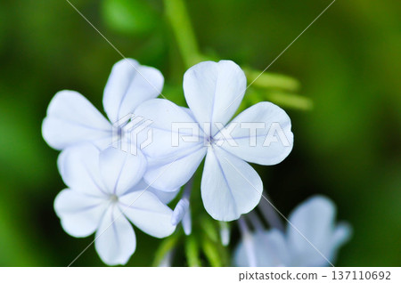 Cape leadwort, PLUMBAGINACEAE or Plumbago auriculata Lam or blue flower or purple flower 137110692