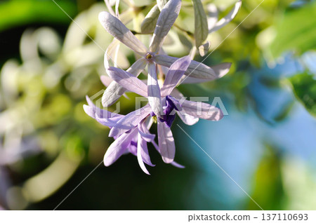 Sandpaper vine, Purple wreath or Queens wreath or purple flower 137110693