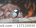 大山雀 137110930