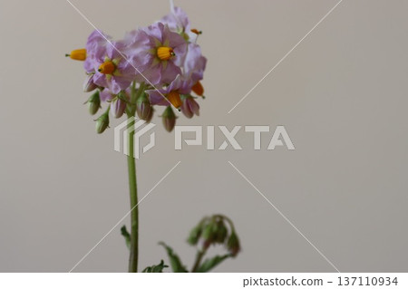 馬鈴薯花 137110934