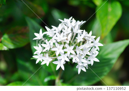 Pentas lanceolata , Egyptian star cluster or RUBIACEAE or Egyptian starcluster or Starflower or White Egyptian starcluster flowers 137110952