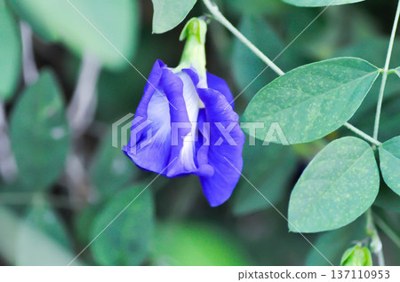 pigeon wings, Blue pea vine or Clitoria ternatea or butterfly pea , blue pea flower or purple flower 137110953
