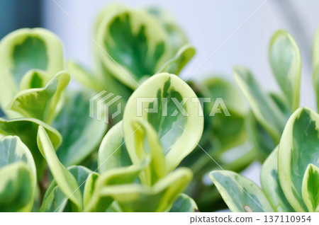 Peperomia obtusifolia, Baby Rubber Plant or Pepper Face or PIPERACEAE or bicolor plant Peperomia obtusifolia, Baby Rubber Plant or Pepper Face or PIPERACEAE or bicolor plant 137110954