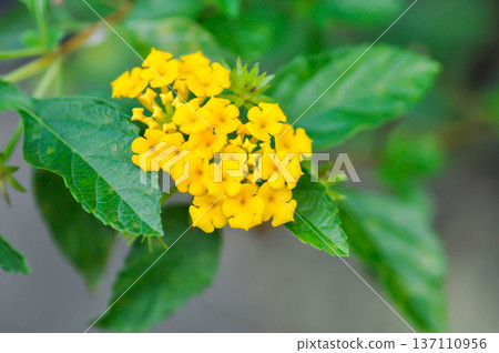 Lantana camara L, Cloth of gold or Hedge flower or Lantana or Weeping lantana or White sage or VERBENACEAE or yellow flower 137110956