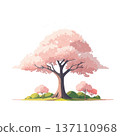 Spring landscape illustration with cherry blossoms in full bloom (entrance, graduation, spring material) 137110968