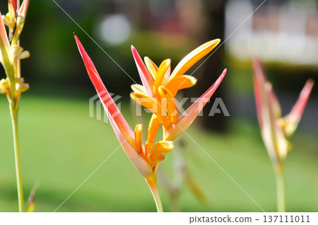 Heliconia psittacorum or Bird of paradise, Strelitzia reginae or Sterliziaceae flower or Heliconia flower or yellow flower Heliconia psittacorum or Bird of paradise, Strelitzia reginae or Sterliziaceae flower or Heliconia flower or yellow flower 137111011