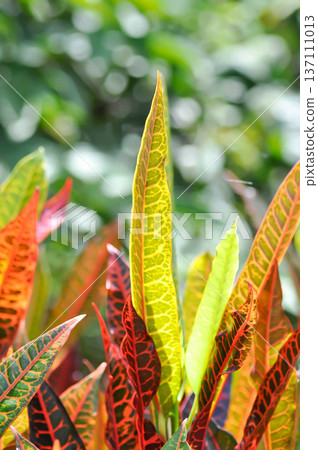 Codiaeum variegatium Blume or Croton, Variegated Laurel or Garden Croton or red leaf 137111013