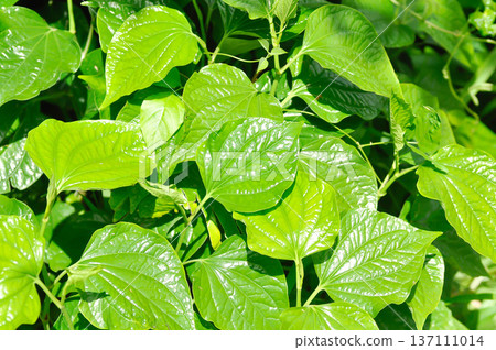 Wild Betel Leafbush , Piper sarmentosum Roxb or Piper lolot 137111014