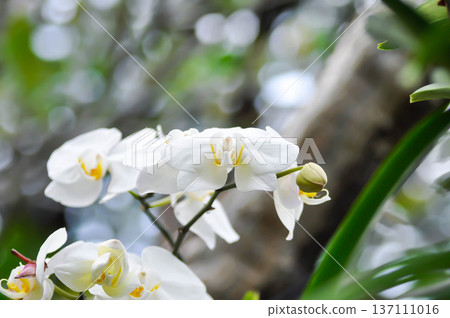 Moon Orchid, moth orchid or Phalaenopsis or Phalaenopsis amabilis or white flower or white orchid Moon Orchid, moth orchid or Phalaenopsis or Phalaenopsis amabilis or white flower or white orchid 137111016