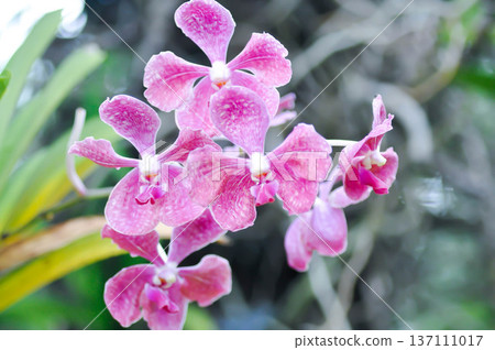 Vanda, Vanda sp or aranda orchid or x aranda or orchidaceae or orchid Vanda, Vanda sp or aranda orchid or x aranda or orchidaceae or orchid 137111017