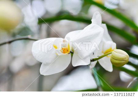 Moon Orchid, moth orchid or Phalaenopsis or Phalaenopsis amabilis or white flower or white orchid 137111027