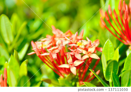 Ixora chinensis Lamk, Ixora spp or Zephyranthes or West Indian Jasmine or red Ixora Ixora chinensis Lamk, Ixora spp or Zephyranthes or West Indian Jasmine or red Ixora 137111030