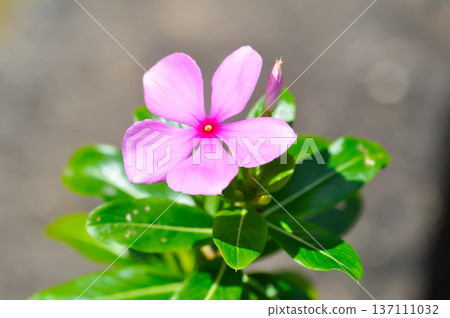 Catharanthus roseus G Don ,APOCYNACEAE or Madagascar periwinkle or Vinca or Old maid or pink flower Catharanthus roseus G Don ,APOCYNACEAE or Madagascar periwinkle or Vinca or Old maid or pink flower 137111032