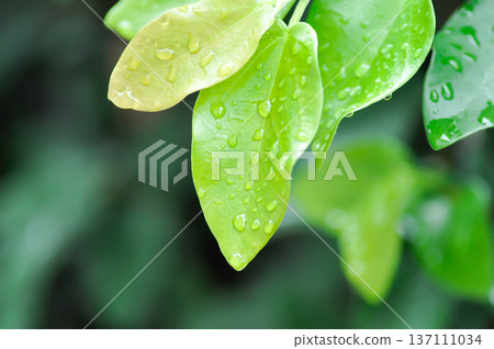 ficus pumila or climbing fig or MORACEAE and rain droplet ficus pumila or climbing fig or MORACEAE and rain droplet 137111034
