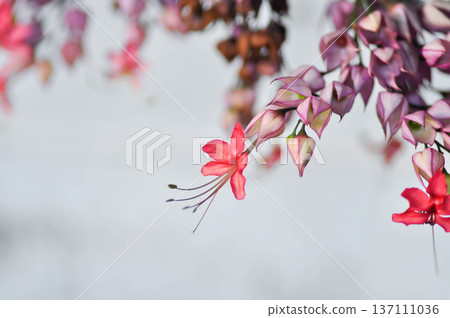 Bleeding heart vine or Clerodendrum thomsoniae Balf or Bag flower or LAMIACEAE or red flower or pink flower 137111036