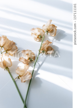 春天的香豌豆和柔和的光線 137111101