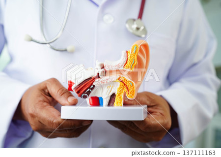 Asian doctor holding human ear model to learn and treat hearing loss in patient. Asian doctor holding human ear model to learn and treat hearing loss in patient. 137111163