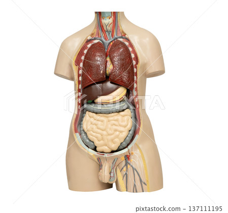 Human lung anatomy organ model isolated on white background with clipping path. Human lung anatomy organ model isolated on white background with clipping path. 137111195