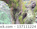 The tree where the moss grew 137111224