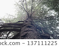 A big tree looking up from below 137111225