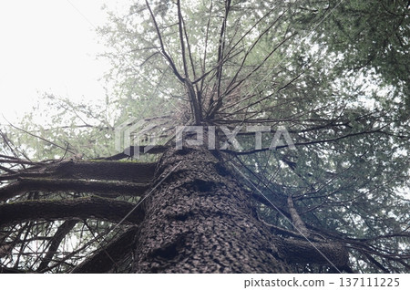 A big tree looking up from below A big tree looking up from below 137111225