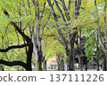 Trees that began to color 137111226