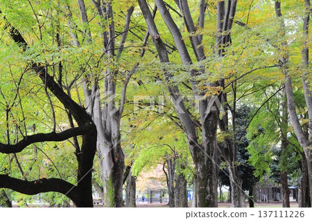 Trees that began to color Trees that began to color 137111226